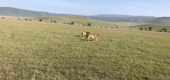 Lion on a game drive - Client photo