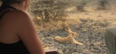 Lions on safari