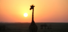 Client photo - Giraffe in the sunset