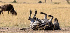 Client photo - zebra