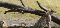 Client photo - cheetah