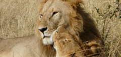 Client photo - Lion