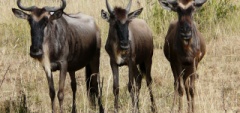 Client photo - Wildebeest