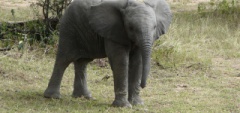 Client photo - Elephant