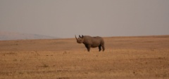 Client photo - Serengeti