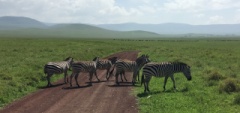 Client photo - Serengeti