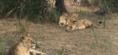 Lions on safari