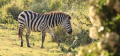 Client photo - zebra
