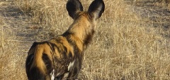 Wild dog in the Selous!