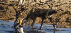 Wild dog in the Selous!