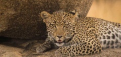 Client photo - leopard