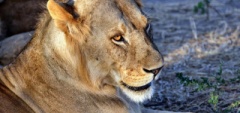 Client photo - Lion
