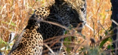 Client photo - Leopard