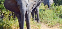 Client photo - Elephant