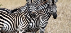 Client photo - Zebra