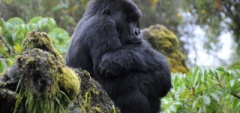 Client photo - Gorillas