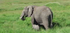 Client photo - Serengeti