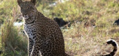 Client photo - leopard