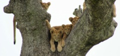 Client photo - Serengeti