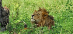 Client photo - Serengeti