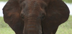 Client photo - elephant