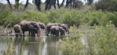 Client photo - Serengeti