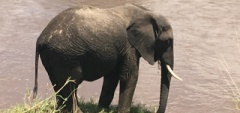 Elephant in the Serengeti 