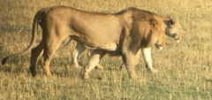 Lion in the Serengeti