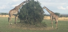 Giraffes in the Serengeti 