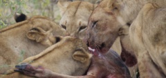 Client photo - Lions eating