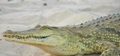 Client photo - crocodile