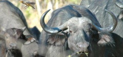 Client photo - buffalo