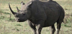 Client photo - Rhino
