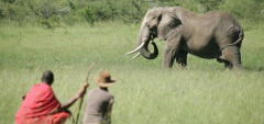 Naboisho Camp - Elephant