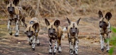 Roho Ya Selous - Wild Dog