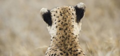 Namiri Plains - Cheetah