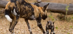 Rufiji River Camp - Wild Dog
