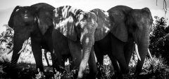 Abu Camp - Elephants
