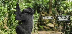 Bwindi Lodge