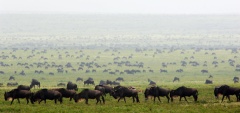 Dunia Camp - Serengeti 