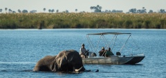 DumaTau- Elephant Crossing