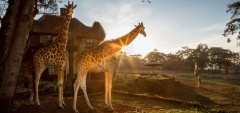 Giraffe Manor