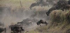Lemala Kuria Hills - wildebeest migration