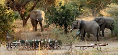 Mdonya Old River Camp - Elephants