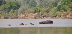 Mivumo Lodge - Hippos