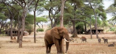 Swala Safari Camp - Elephant in camp