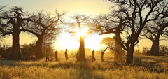 Kichaka Camp - baobabs