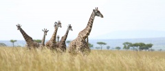 The Masai Mara