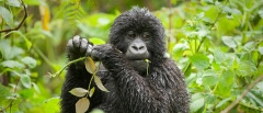 Bwindi National Park