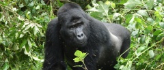 Bwindi Impenetrable National Park